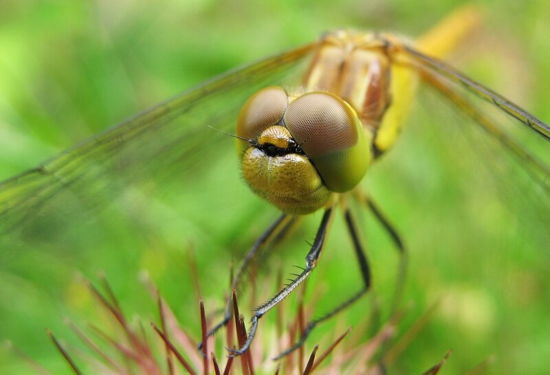 Dragonfly on Thistle