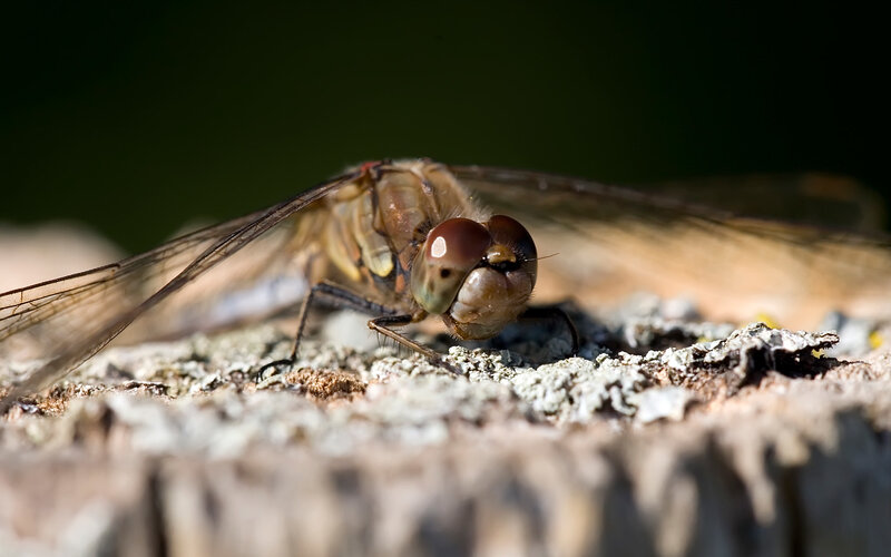 Dragonfly on Tree Bark — Brown