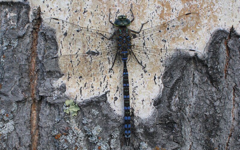 Dragonfly on Tree Bark — Gray
