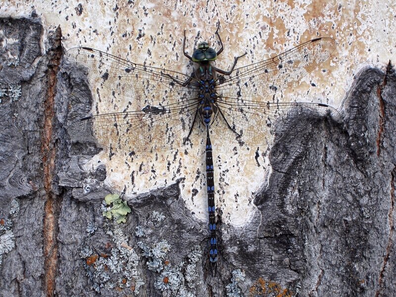 Dragonfly on tree bark