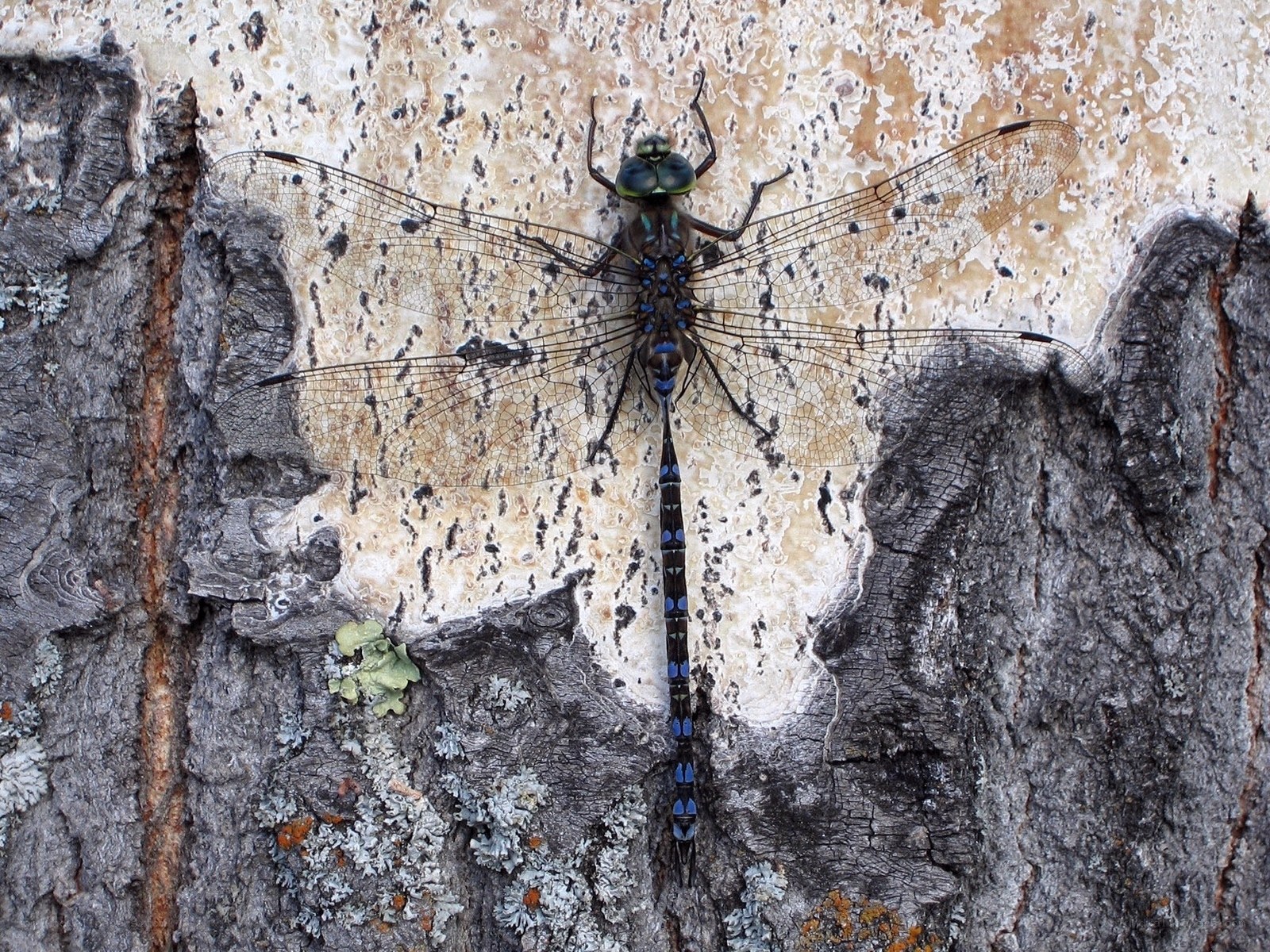 Dragonfly on tree bark