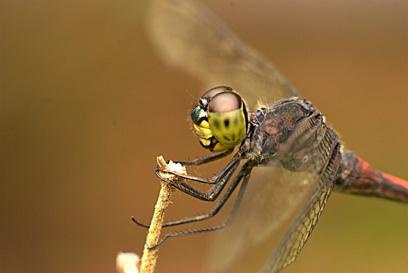 Dragonfly on Twig