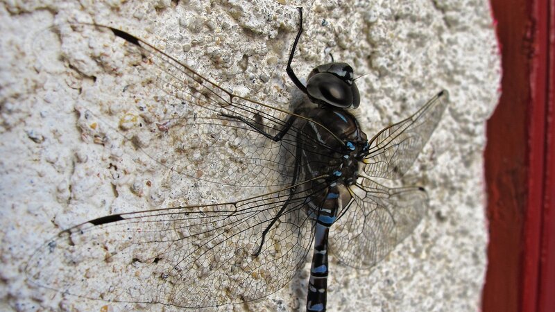 Dragonfly on Wall