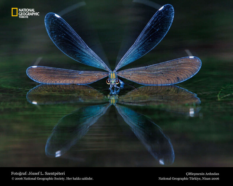 Dragonfly on Water — Blue, Serene