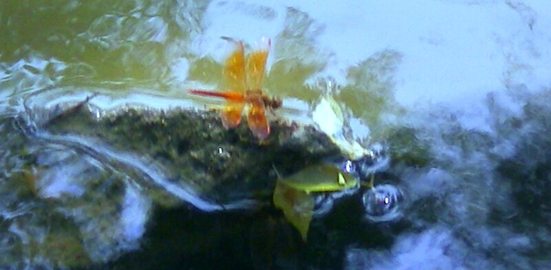 Dragonfly on Water — Green