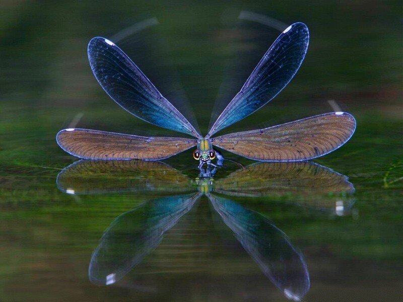 dragonfly on water surface