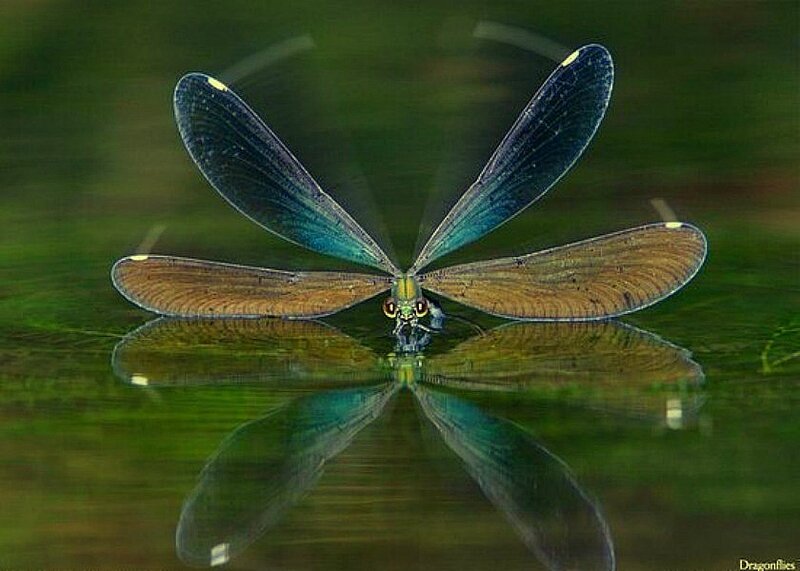 Dragonfly on Water