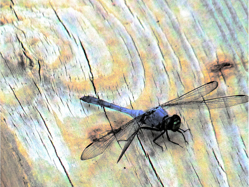 dragonfly on weathered wood
