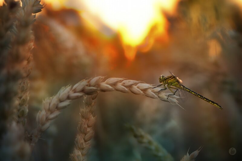 Dragonfly on Wheat