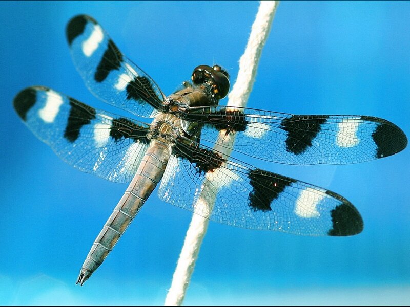 Dragonfly on White Rope — Blue, Calm, Afternoon