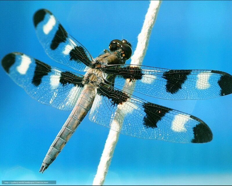 Dragonfly on White Rope — Blue