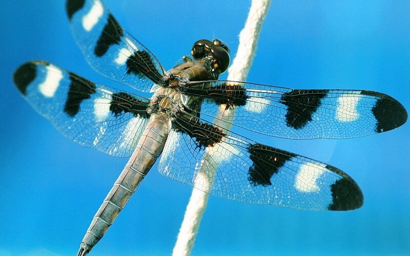 Dragonfly on White Rope