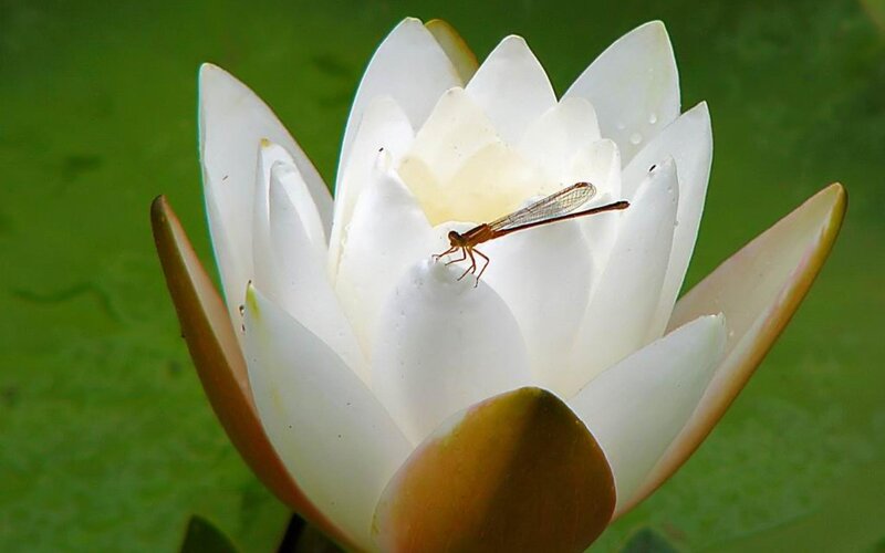 Dragonfly on White Water Lily — Serene