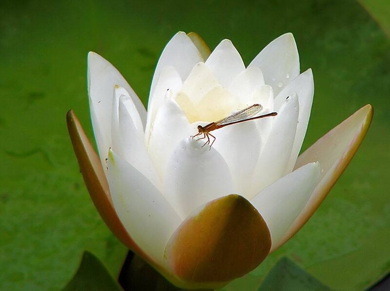 Dragonfly on White Water Lily
