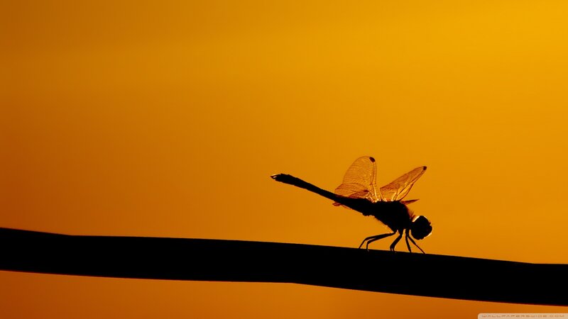 Dragonfly on Wire