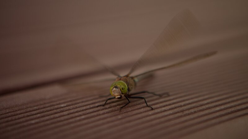 Dragonfly on Wood — Brown, Calm, Photograph