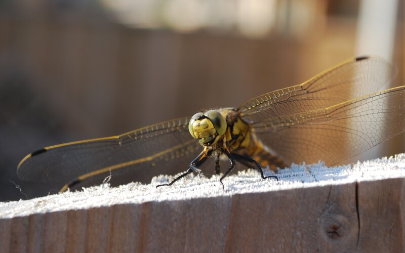 Dragonfly on Wood — Brown, Calm