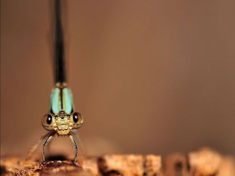 Dragonfly on Wood — Brown