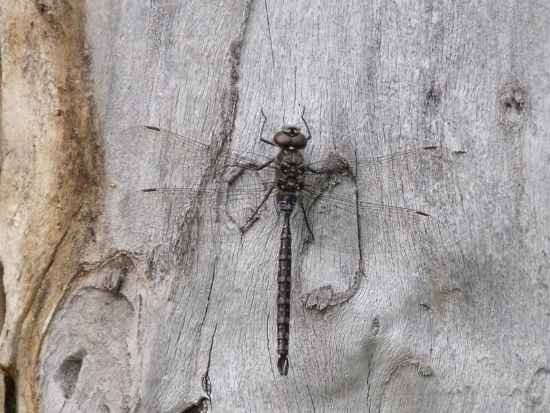 Dragonfly on Wood