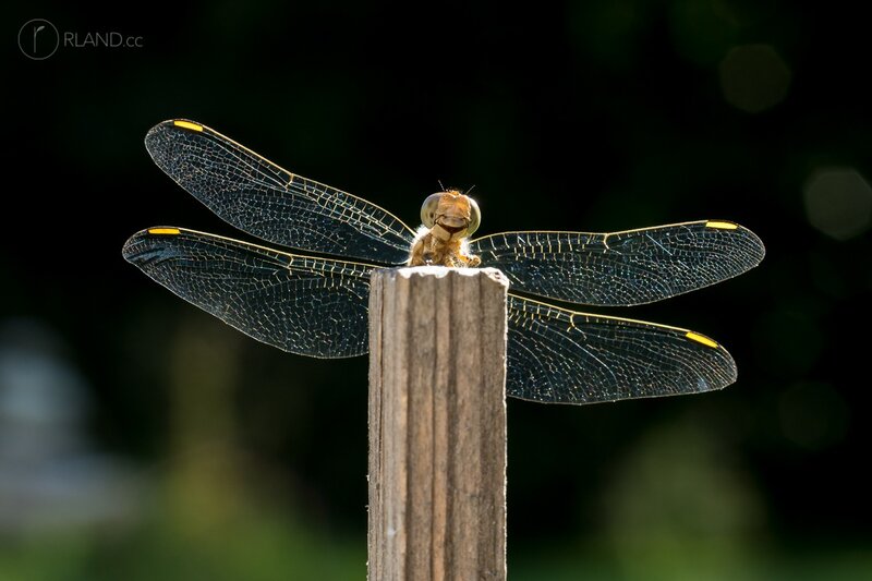 Dragonfly on Wooden Post — Black