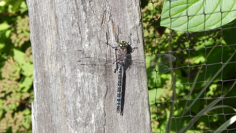 Dragonfly on Wooden Post
