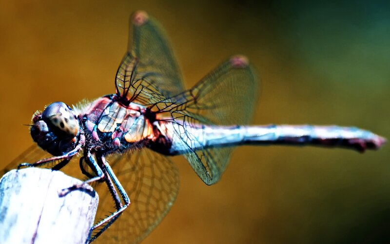 Dragonfly on Wooden Stick