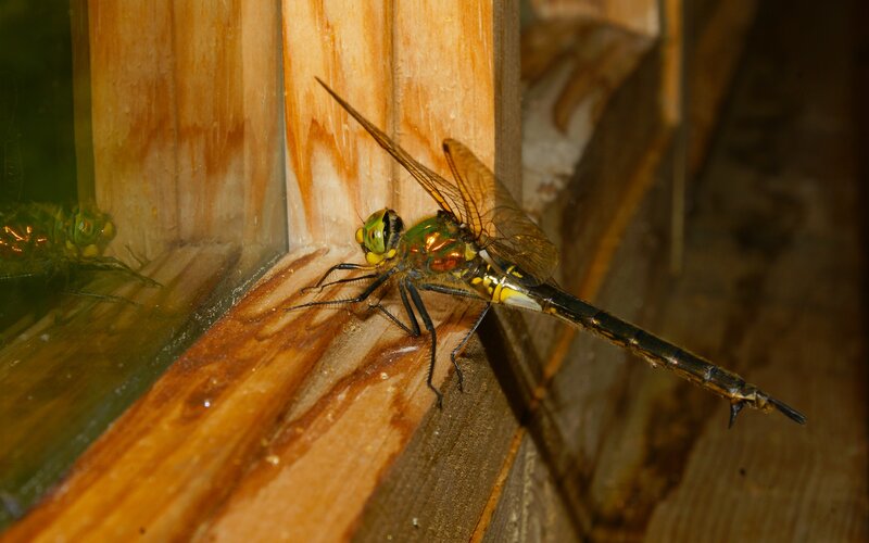 Dragonfly on wooden surface