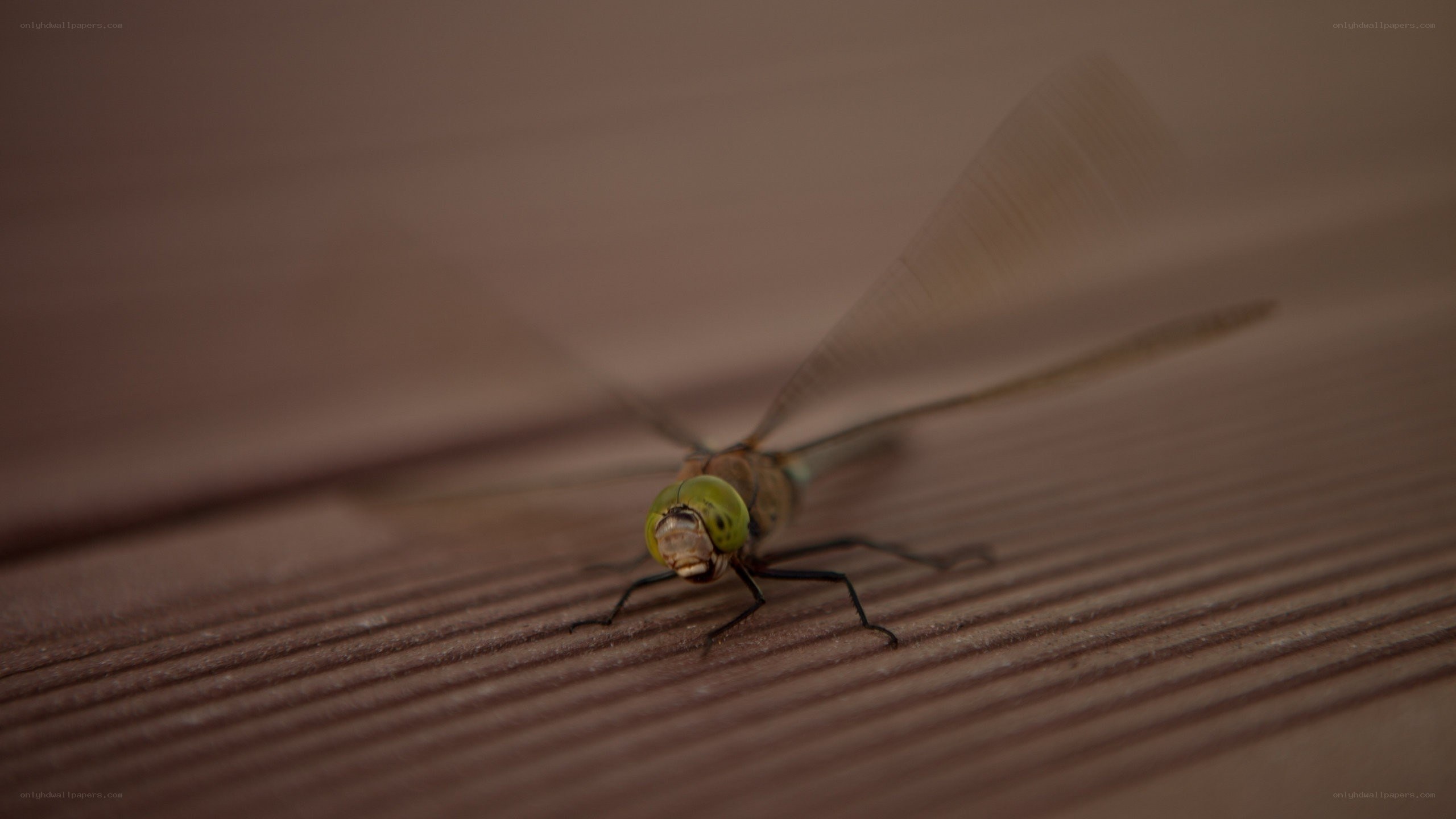 dragonfly on wooden surface