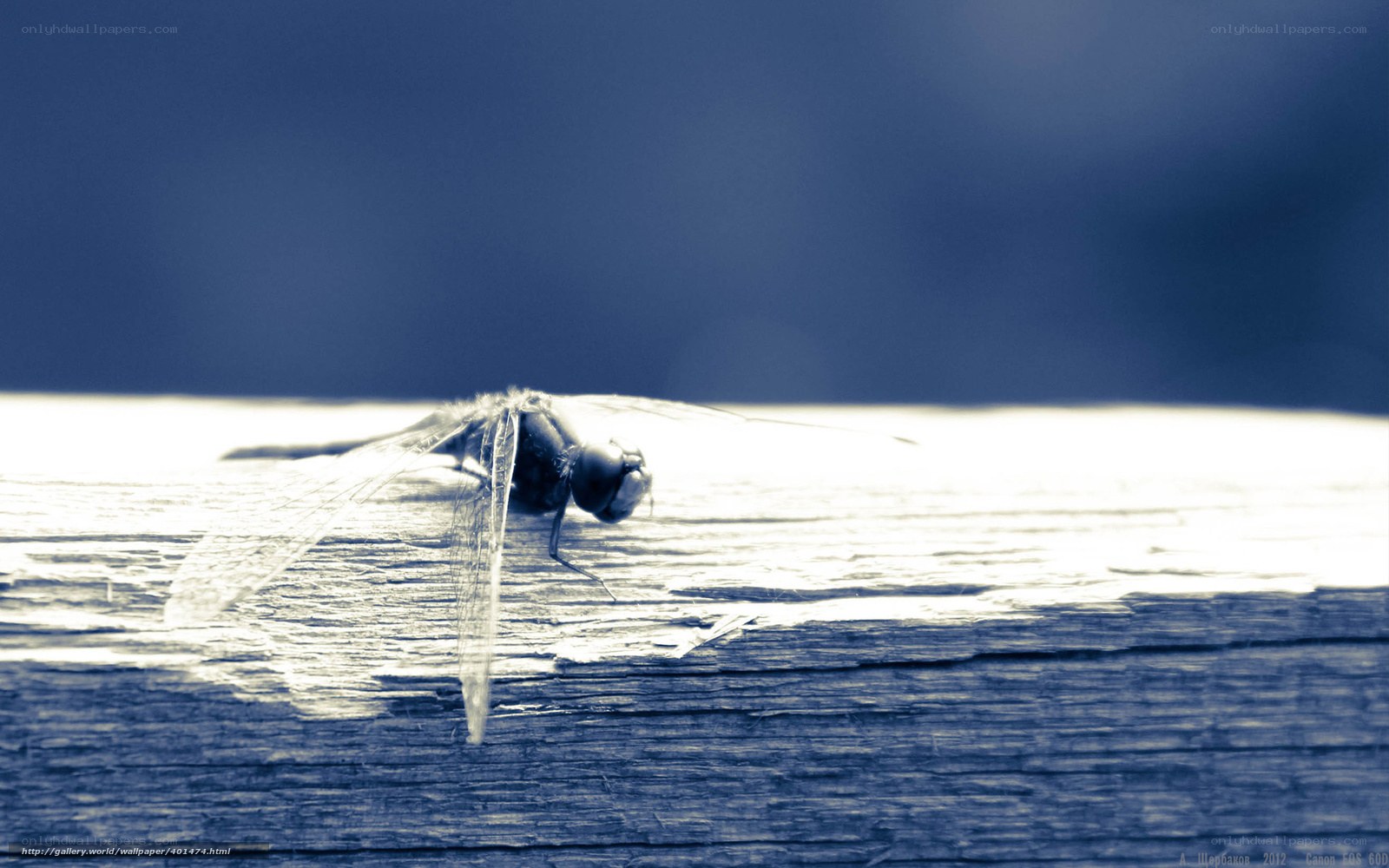 Dragonfly on wooden surface