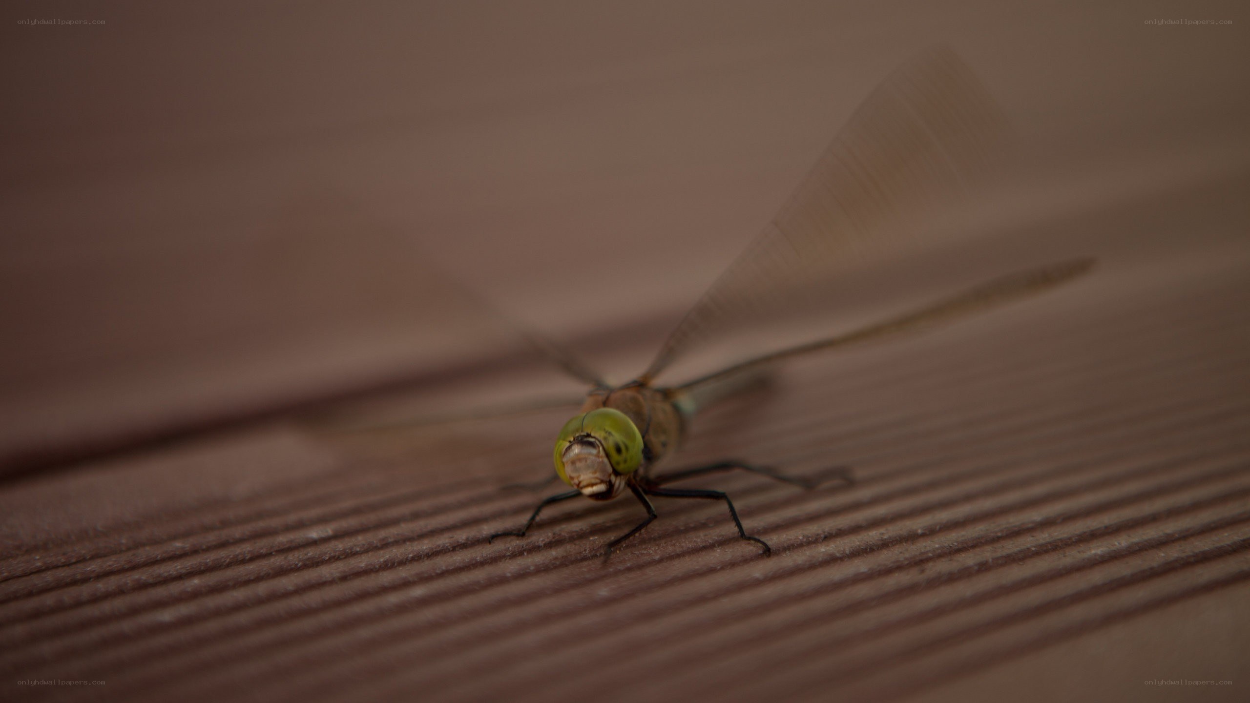dragonfly on wooden surface