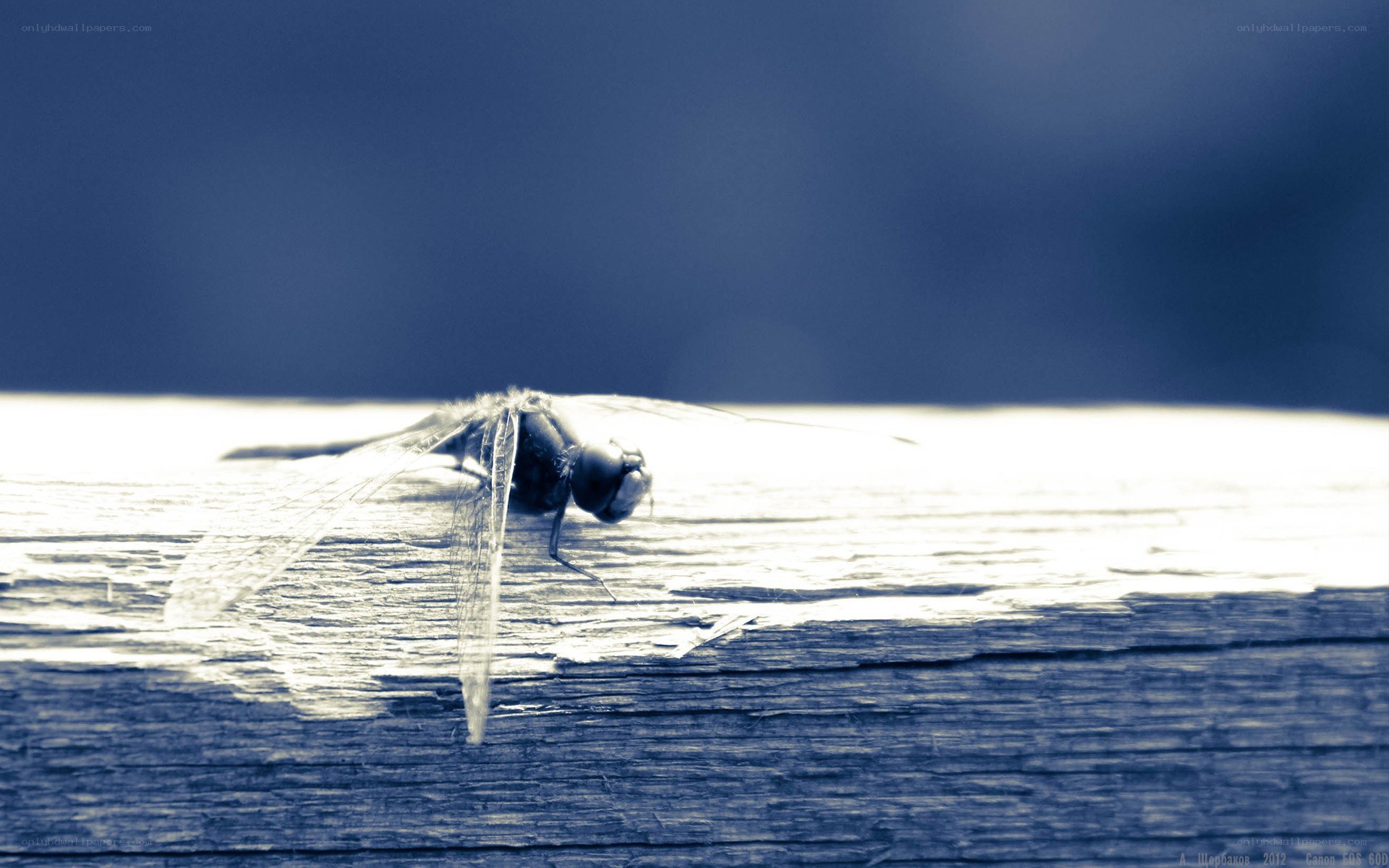 dragonfly on wooden surface