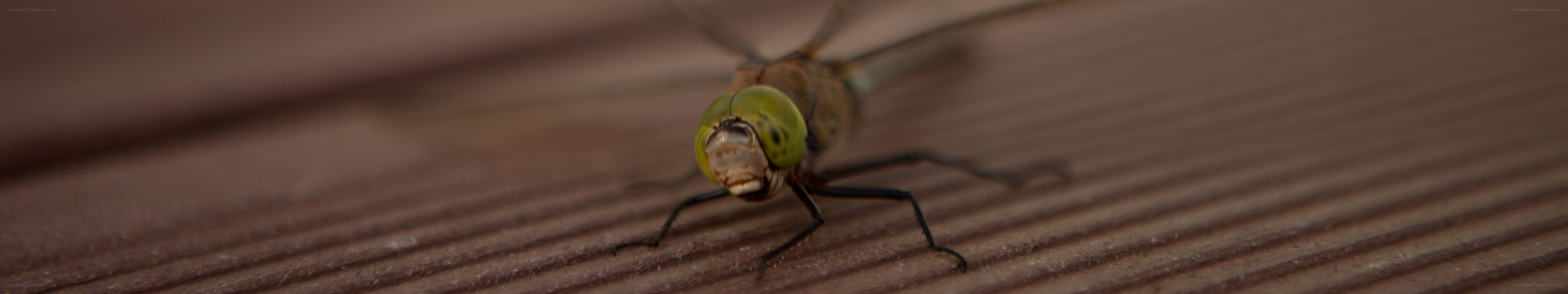 dragonfly on wooden surface