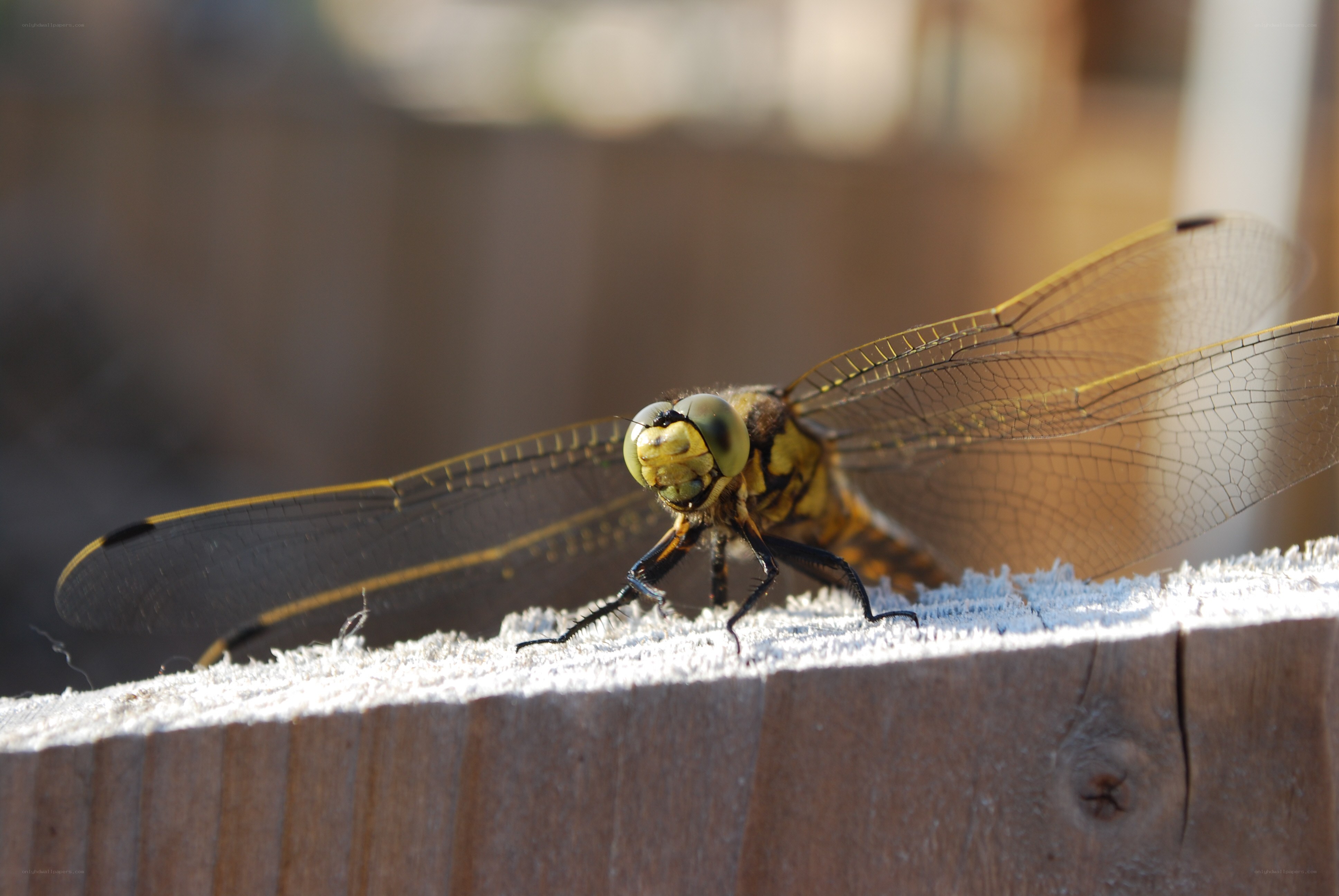 Dragonfly on wooden surface