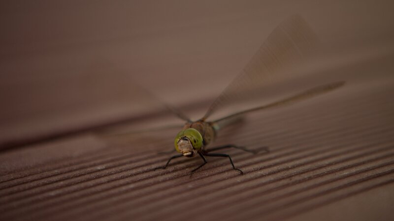 Dragonfly on Wooden Surface — Brown, Calm