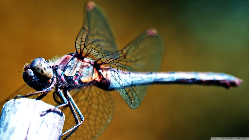 Dragonfly on Wooden Surface — Brown, Natural