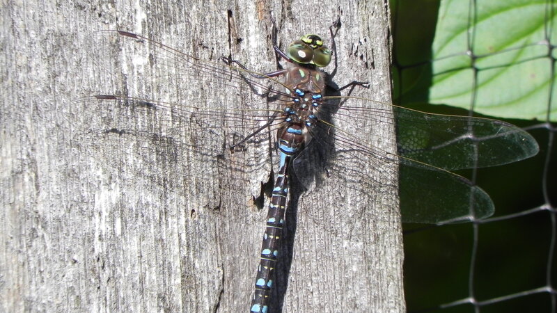 Dragonfly on Wooden Surface — Brown