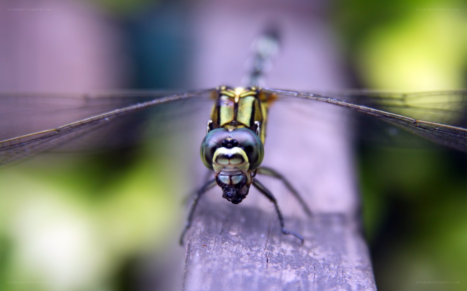 dragonfly on wooden surface