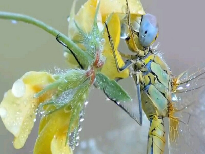 Dragonfly on Yellow Flower — Calm