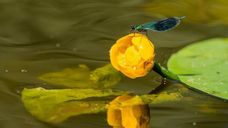 Dragonfly on Yellow Flower — Serene