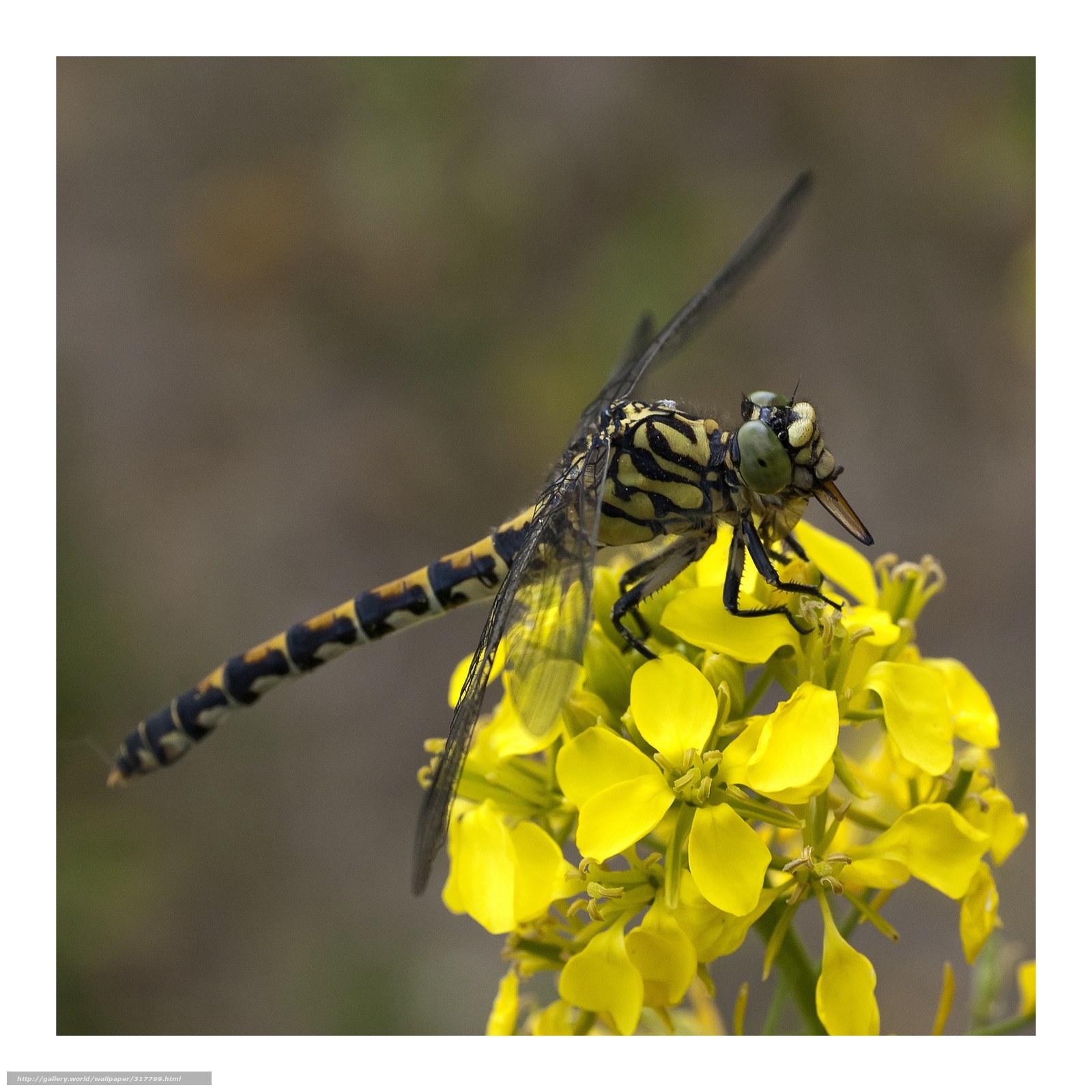 Dragonfly on yellow flower