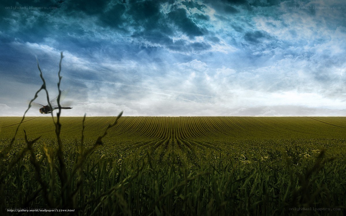 Dragonfly over a green field