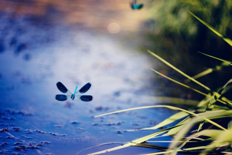 Dragonfly over a pond