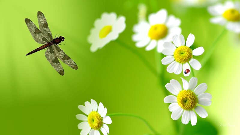 Dragonfly over Daisies