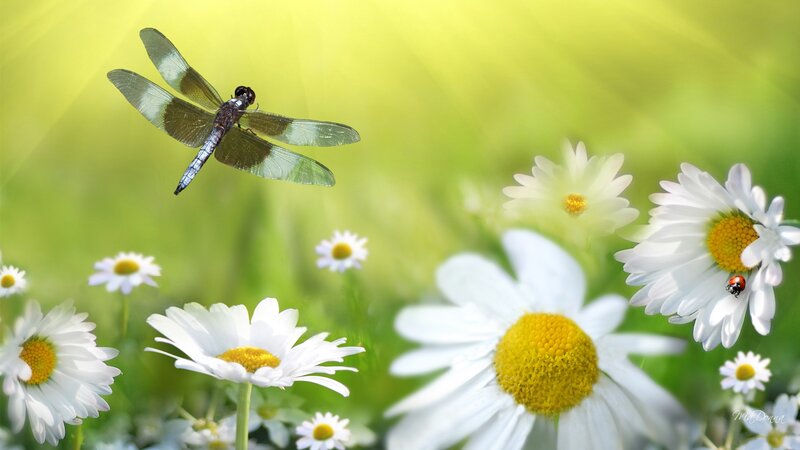 Dragonfly over Daisies — White
