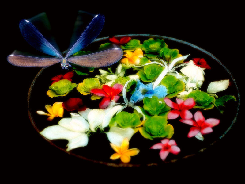 Dragonfly over Flowers — Blue