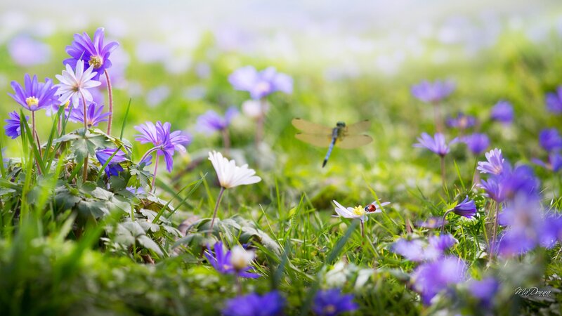 Dragonfly over Flowers — Purple