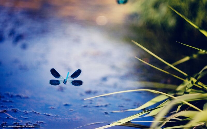 Dragonfly over Water — Blue, Serene