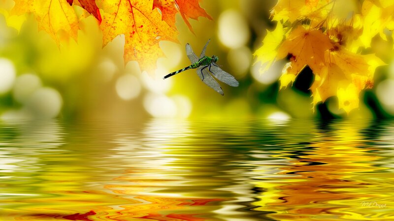 Dragonfly over Water