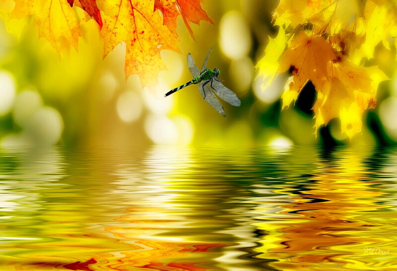 Dragonfly over Water — Yellow
