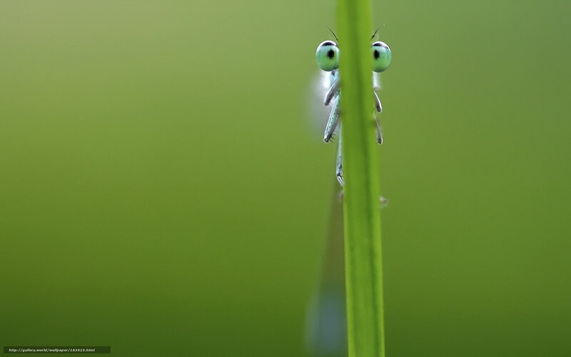 dragonfly peeking from grass